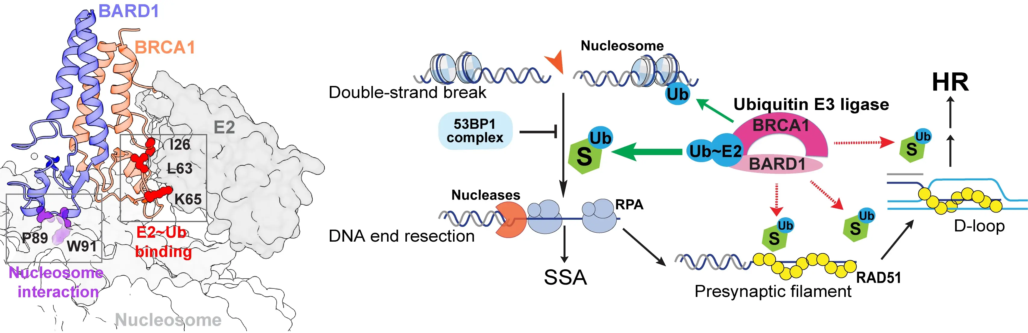 A graphic illustrating the relationships between fundamentals of BRCA