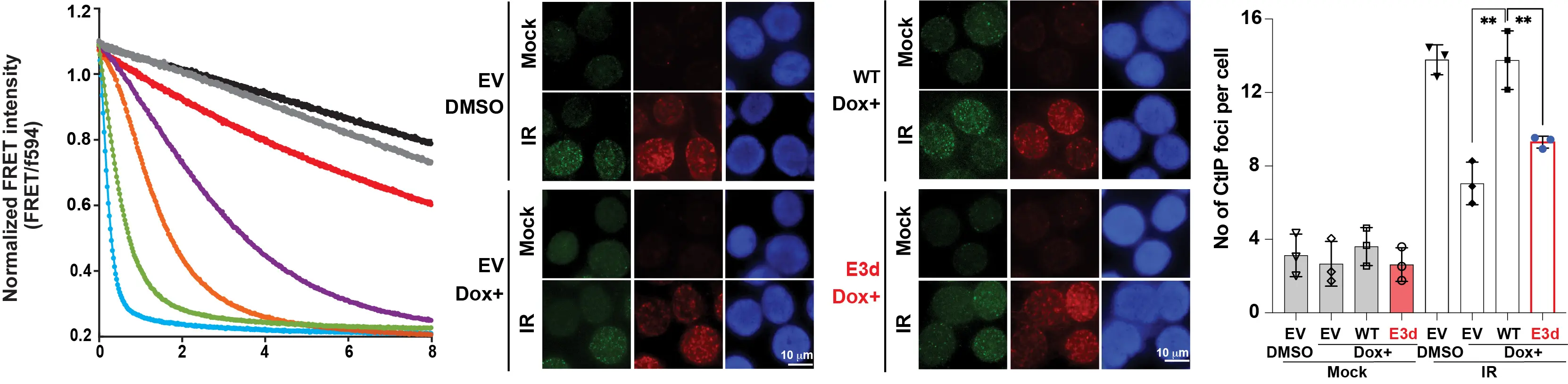 left to right: a graph depicting normalized FRET intensity, microscope images, a bar graph illustrating the amount of CtlP foci per cell